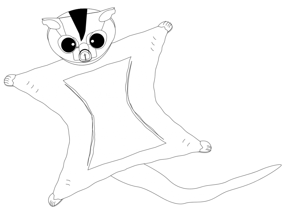 A black and white image of a sugar glider gliding.