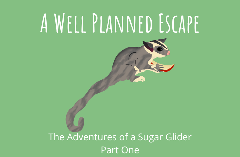 A Well Planned Escape The Adventures of a Sugar Glider Part One