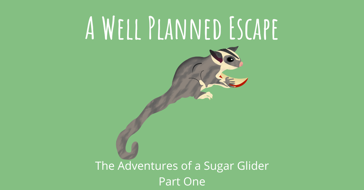 A Well Planned Escape The Adventures of a Sugar Glider Part One