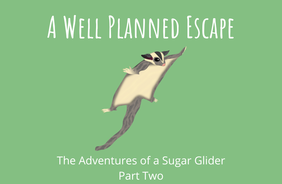 A Well Planned Escape The Adventures of a Sugar Glider Part Two