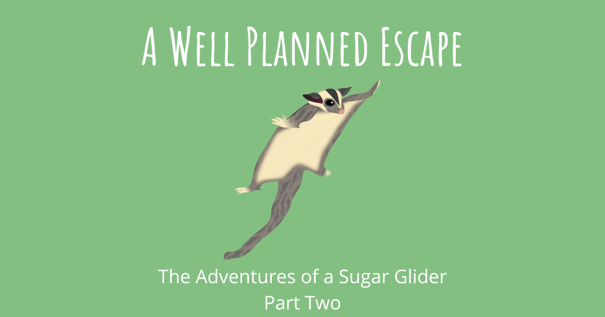 A Well Planned Escape The Adventures of a Sugar Glider Part Two