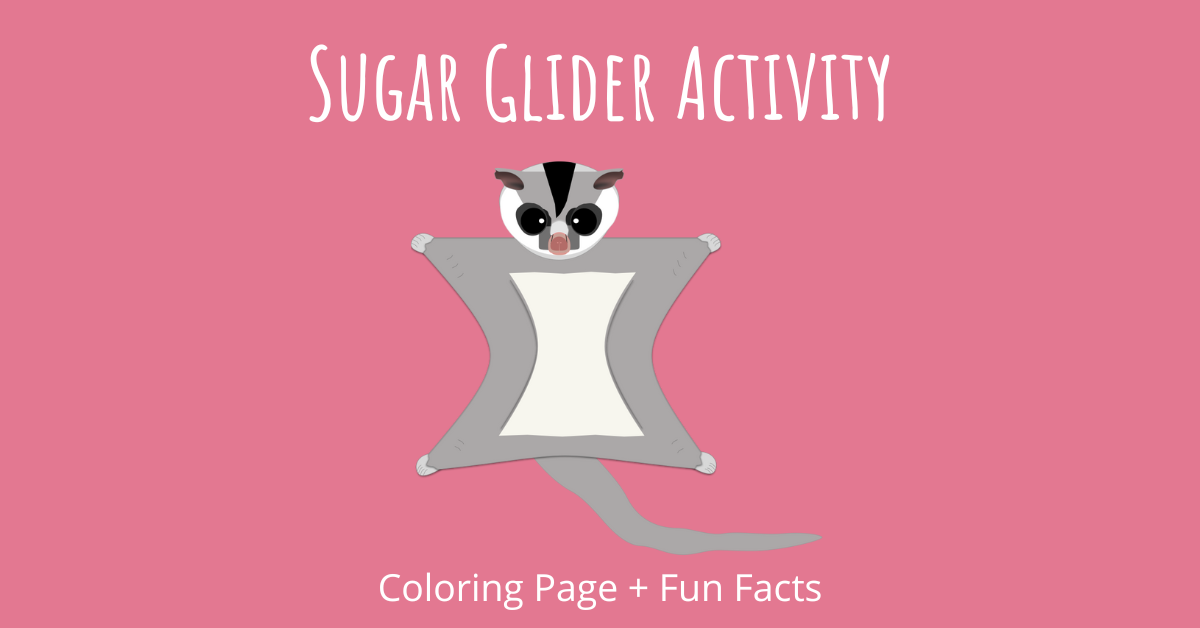 Sugar Glider Activity Coloring Page + Fun Facts