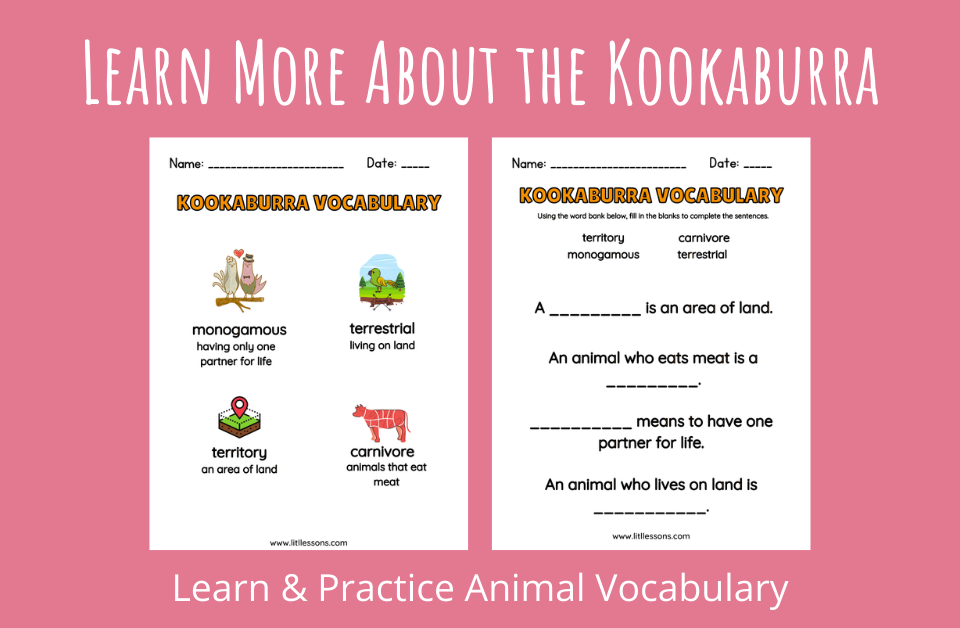 Learn More About the Kookaburra