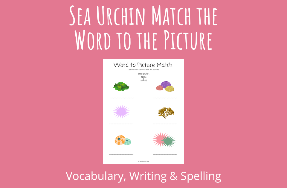 Sea Urchin Match the Word to the Picture